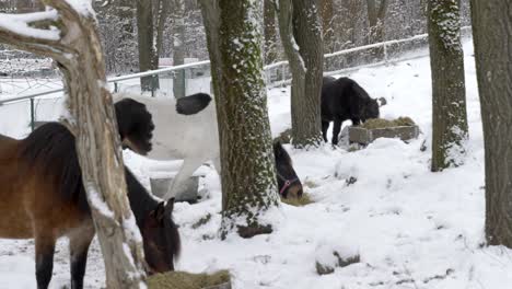 Gruppe-Schöner-Pferde,-Die-Auf-Dem-Schneebedeckten-Feld-Grasen,-Wintersaison