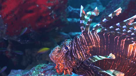 Großer-Rotfeuerfisch-Hautnah-Am-Tropischen-Korallenriff