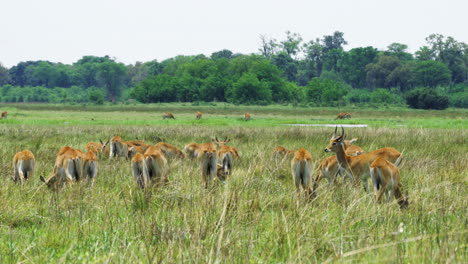 Herd-Of-Lechwe-Grazing-On-The-Grassland-In-Moremi-Game-Reserve,-Botswana