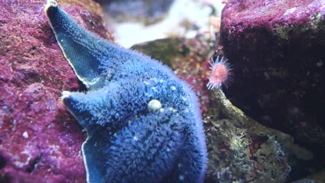 Close-up-shot-of-blue-colored-sea-star-on-purple-colored-corals-and-rocks-underwater