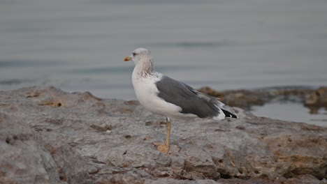 Aves-Migratorias-Gran-Gaviota-De-Lomo-Negro-Deambulando-Por-La-Costa-Rocosa-De-Bahrein-En-Busca-De-Comida