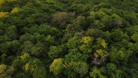 Aerial-footage-in-4k-of-lush-coastal-rainforest-of-Nicaragua-during-warm-sunset