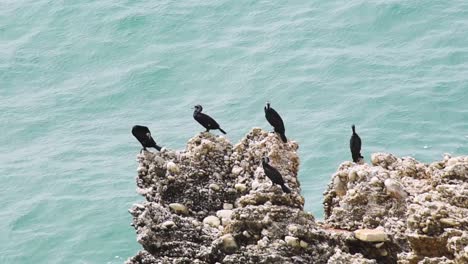 Group-of-Great-cormorant-Phalacrocorax-carbo