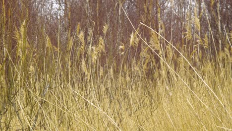 Dry-beige-reed-steams-on-the-wind,-reed-plants-near-the-lake-Liepaja-coastline,-calm-sunny-spring-day,-medium-shot