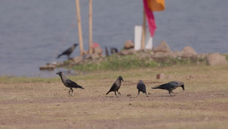 Four-Crows-playing-jump-on-ground-flock-slow-motion