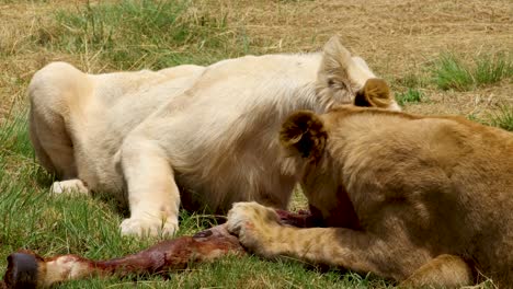 Young-lions-feasting-on-a-wildebeest-leg