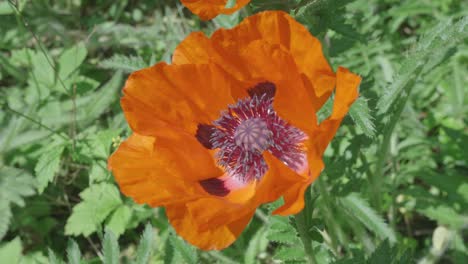 Top-View-Of-Orange-Poppy-Flower-Fully-Bloomed,-Lightly-Swaying-In-The-Wind