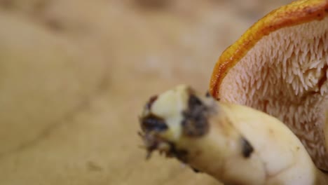Side-pan-of-Hedgehog-Mushroom