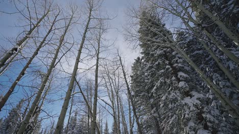 Aspen-and-Pine-trees-covered-in-snow