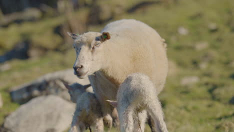 Cute-lambs-are-breastfeeding-on-sheep-mother-milk