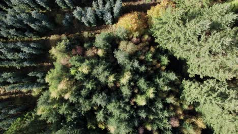 Top-Down-View-of-a-Scandinavia-Pine-Forest-With-Noble-Fir-and-Nordmand-Fir--Dolly-Shot