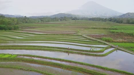 Toma-Aérea-De-Un-Agricultor-Trabajando-En-Arrozales-Inundados-Y-Silueta-De-Volcán-En-El-Fondo---Día-Soleado-Y-Brumoso-En-Indonesia,-Asia
