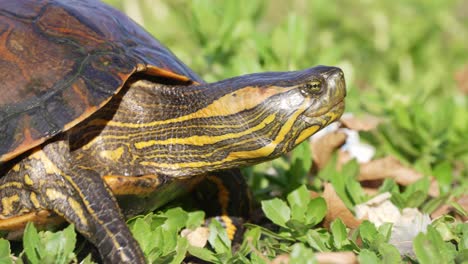 Stumpy-hardshell-turtle,-d'orbigny's-slider,-trachemys-dorbigni-outstretched-its-neck-and-walking-slowly-on-the-grassy-land-on-a-sunny-day,-wildlife-close-up-shot