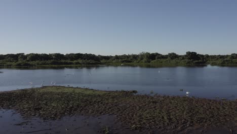 Pantanal-Nach-Feuer---Drohnenbild-Eines-Flusses-Voller-Leben---Fliegende-Reiher