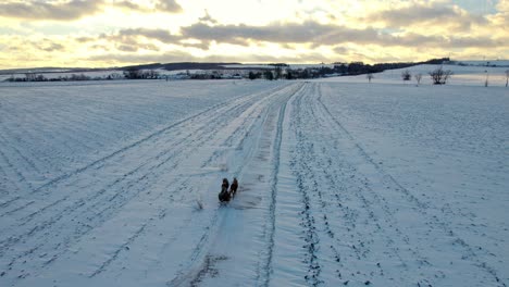 Aerial-drone-shot-of-a-local-on-a-sleigh-pulled-by-horses-carrying-basic-aminities-across-the-snow-covered-plains-in-the-countryside-at-sunset