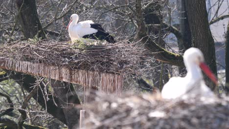 Two-Storks-sitting-in-own-nest-in-tree-during-sunny-day-in-forest,medium-shot
