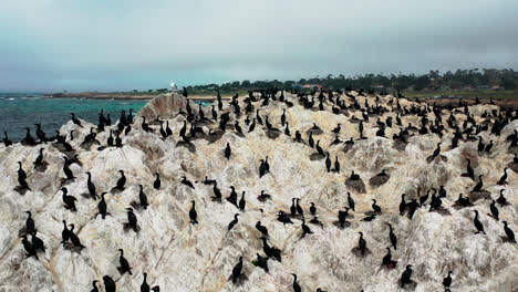 Der-Vogelfelsen-Im-Pazifischen-Ozean-Am-Monterey-Beach-Voller-Brauner-Pelikane
