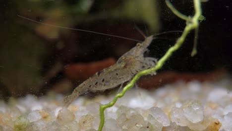 Cross-breed-fresh-water-aquarium-shrimp,-close-up