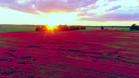 Sea-of-red-poppies-in-countryside-meadow-with-sunburst-over-horizon