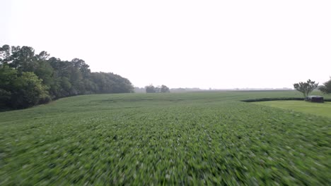 Fly-over-crops-on-the-farm,-drone-view