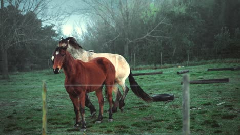Zeitlupe-Eines-Weißen-Pferdes,-Das-Einen-Braunen-Hengst-In-Einem-Bauernzaun-Mit-Waldhintergrund-Beißt