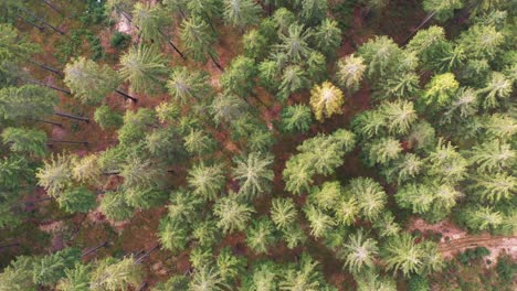 Aerial-top-down-view-of-fall-forest-with-spruce-and-pine-trees-in-Silesian-Beskid