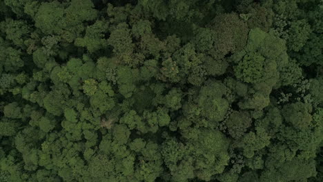 Ecuatorian-Rainforest-from-above-drone-shot-in-the-at-the-choco-area-of-Ecuador