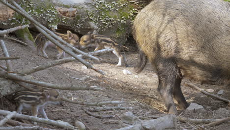 Lovely-newborn-baby-Boars-learning-walking-and-fighting-on-dirty-ground-in-countryside---close-up