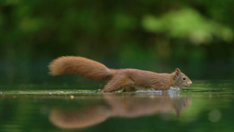 Kleines-Eichhörnchen-Watet-In-Einem-Flachen-Teich-Auf-Der-Suche-Nach-Haselnüssen---Zeitlupe