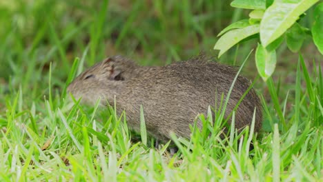 Adorable-little-brazilian-guinea-pig,-cavia-aperea,-rodent-with-dark-brown-hair-devouring-grassy-fresh-vegetations-in-the-shade-under-the-tree-in-its-natural-habitat,-pantanal-brazil
