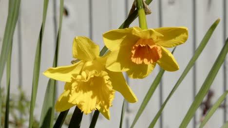 Two-daffodils-and-Narcissus-trumpet-flowers