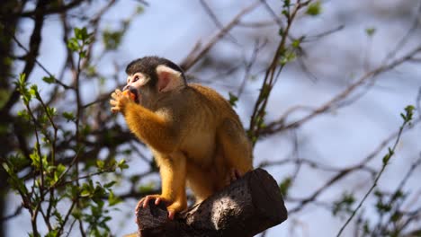 Cute-baby-Squirrel-Monkey-perched-on-branch-of-tree-and-eating-carrot-during-sunlight