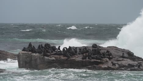 Fur-seals-resting-on-coastal-rock-with-massive-powerful-waves-hitting-coastline