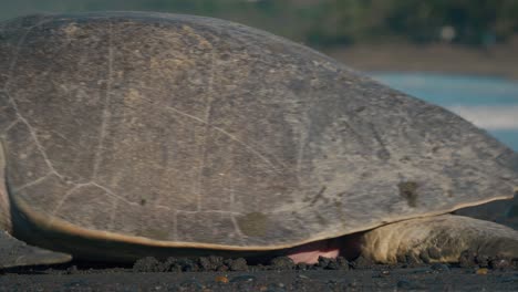 Large-turtle-dragging-itself-along-the-sand-heading-towards-the-ocean