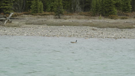 A-Canada-Goose-flowing-on-a-river-and-leaving-the-frame