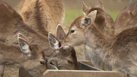 Group-of-young-cute-deers-eating-together-outdoors-on-farm,close-up-slow-motion