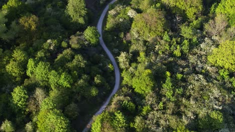 Twisted-Oostvoorne-highway-snaking-through-lush-green-forest---aerial-top-down