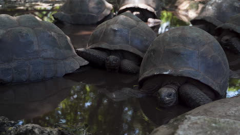 Group-of-giant-tortoises-resting-motionless-in-water-in-shade