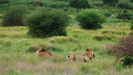 Pride-Of-Three-Adult-Lions-Resting-In-The-Grasslands-In-Central-Kalahari-National-Park,-Botswana