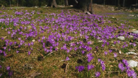 Wide-angle-shot-of-a-field-of-violet-crocuses-flowers