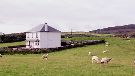 Sheep-grazing-and-peeing-in-Scottish-field-in-front-of-typical-White-brick-stone-home-on-the-Isle-of-Islay