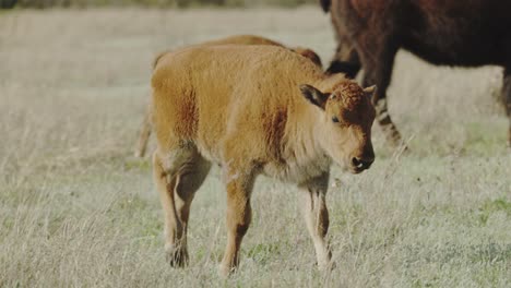Bison-calf-walking-with-mother