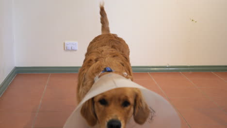 Golden-Retriever-Stands-And-Walks-With-Cone-Protective-Collar,-SLOW-MOTION