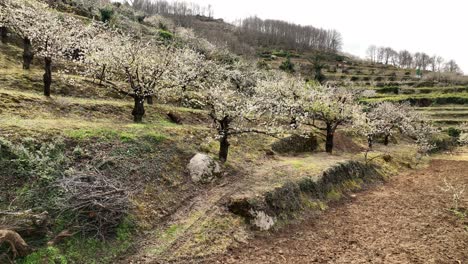 Fascinating-view-of-the-cherry-blossom-in-Valle-del-Jerte,-Spain