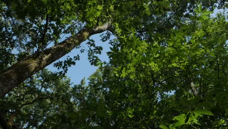 Blauer-Himmel-Im-Wald,-Der-Die-Grünen-Bäume-Umkreist