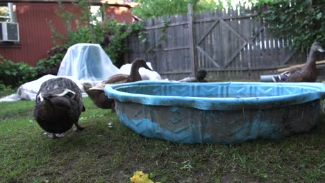 five-black-ducks-eating-leaves-and-drinking-water-in-blue-bucket,-pan-shoot-video-of-poultry-left-to-right,-ducks-in-the-backyard