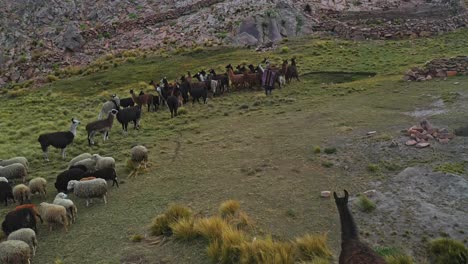 Traditional-Inkan-farmer-herds-llamas-and-sheep-in-the-Bolivian-Andes-Mountains