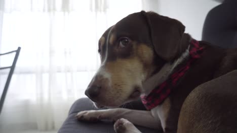 A-beagle-harrier,-dog-rests-on-coach,-sofa
