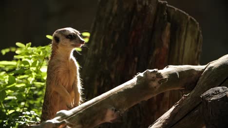 Medium-shot-of-a-meerkat-looking-around