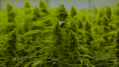 Dolly-Aus-Cannabispflanzenoberteil-Und-Blättern,-Die-Sich-Sanft-In-Der-Gärtnerei-Bewegen